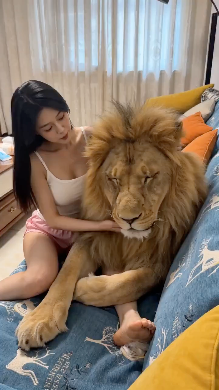 居家暖光下与雄狮同框的温馨日常