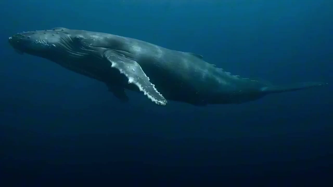 深海巨鲸的原始庄严与震撼