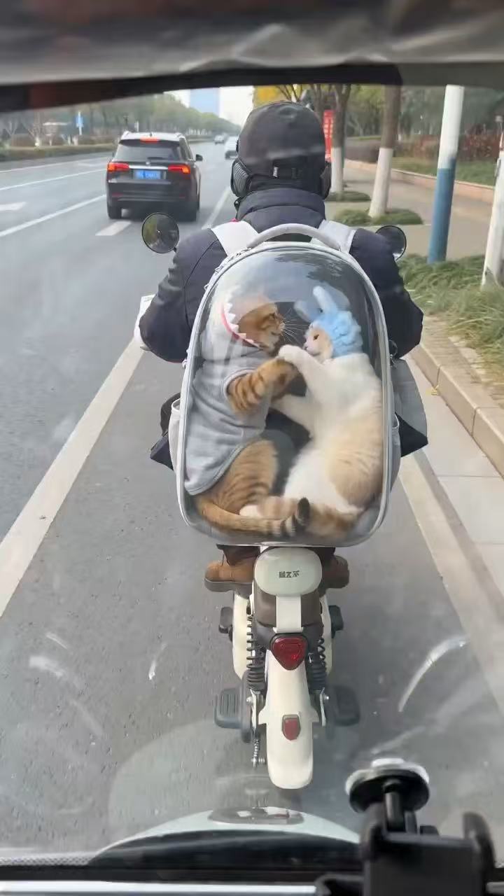 透明背包里的鲨鱼猫与兔帽猫