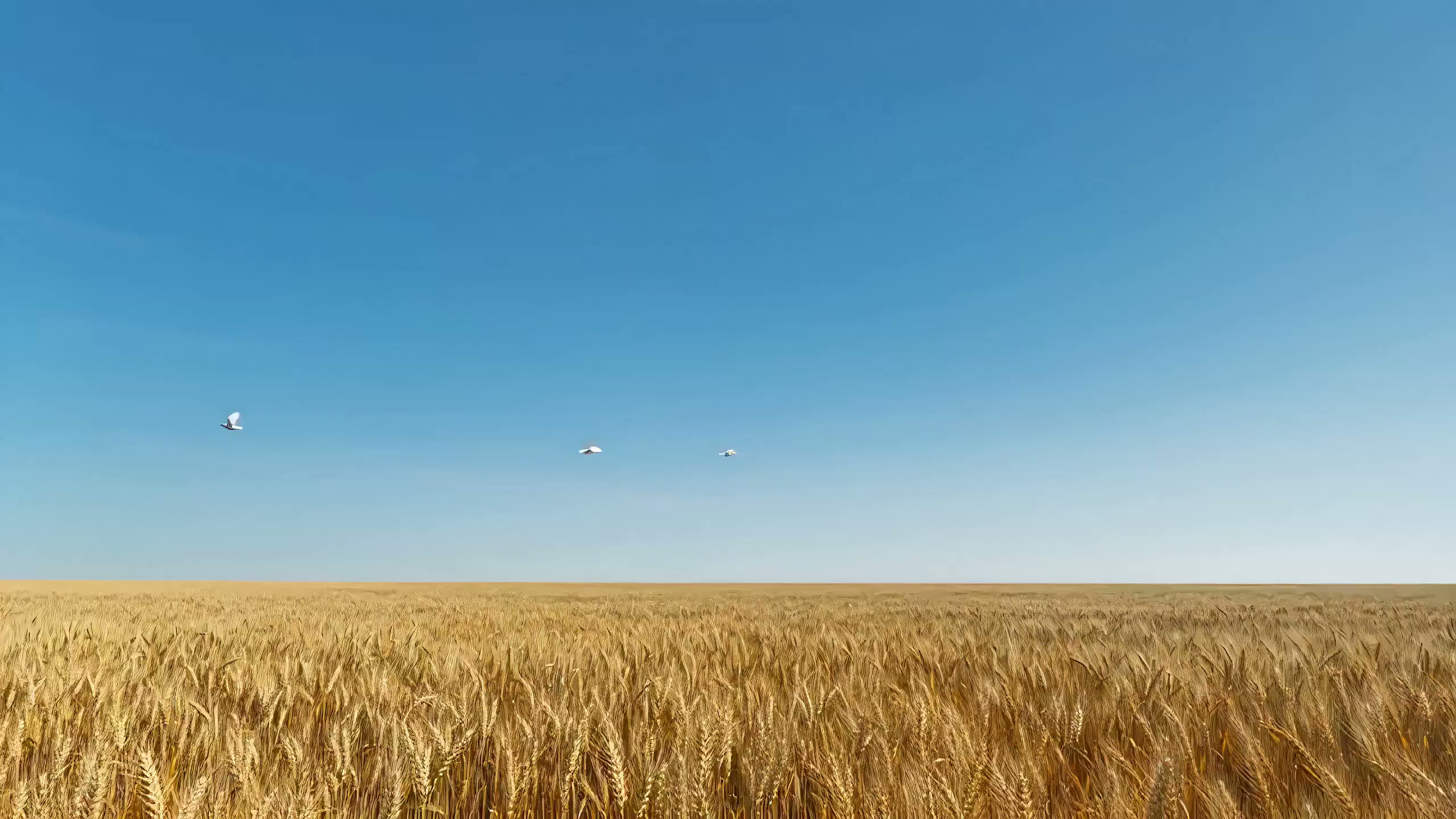 天空拉链